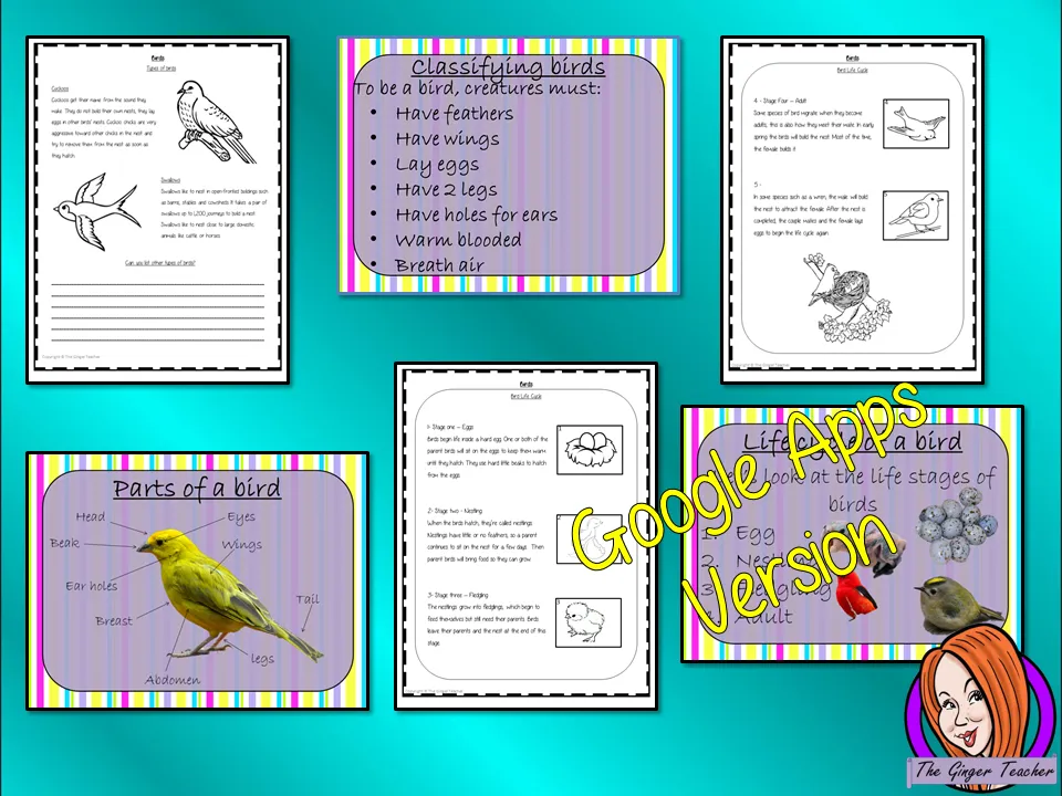 Distance Learning Bird  Life Cycles Google Slides, Science Lesson