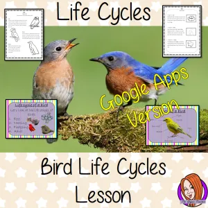Distance Learning Bird  Life Cycles Google Slides, Science Lesson