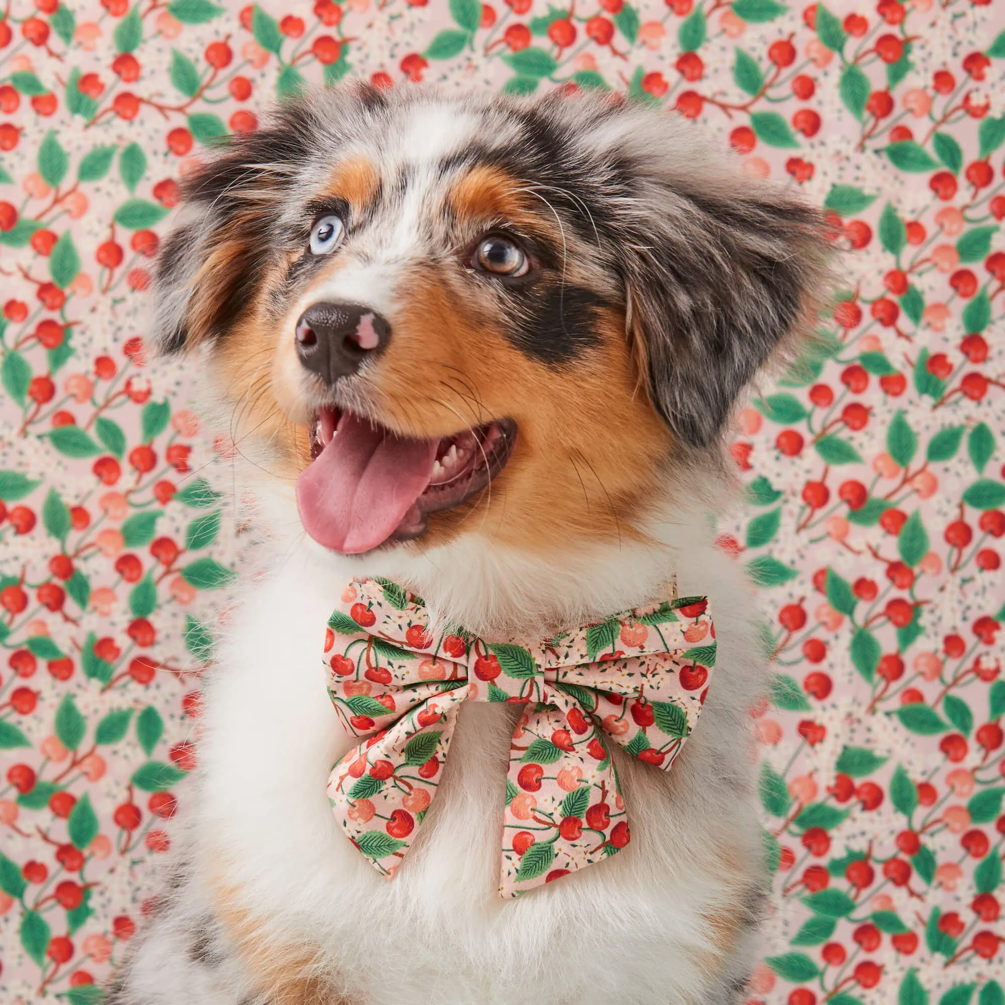 Rifle Paper Co. x TFD Cherry Blossom Lady Dog Bow