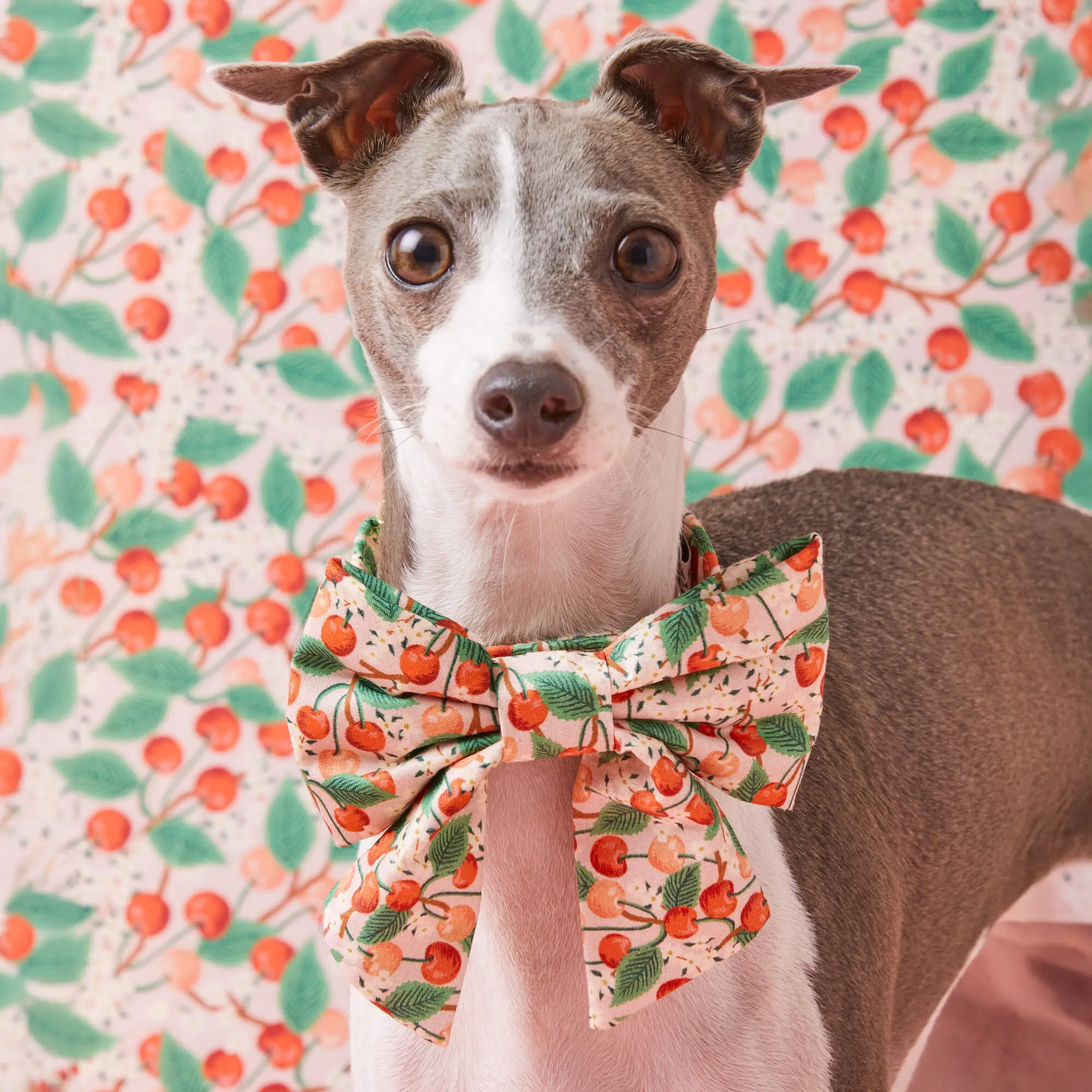 Rifle Paper Co. x TFD Cherry Blossom Lady Dog Bow